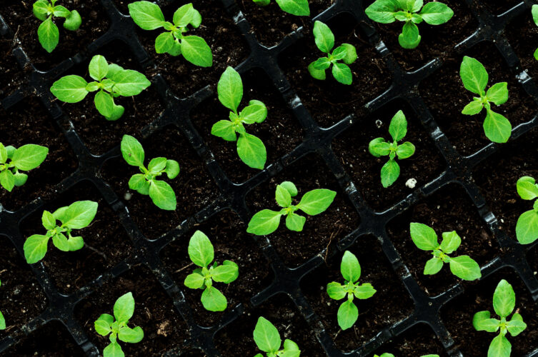 12 Easy DIY Seed Starting System Ideas